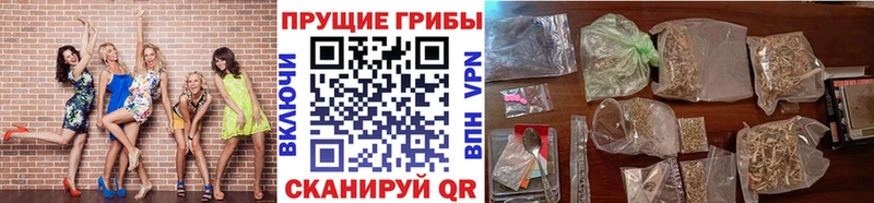 Галлюциногенные грибы Psilocybe  Балашиха 